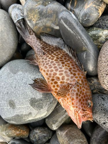 オオモンハタの釣果