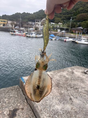樋島