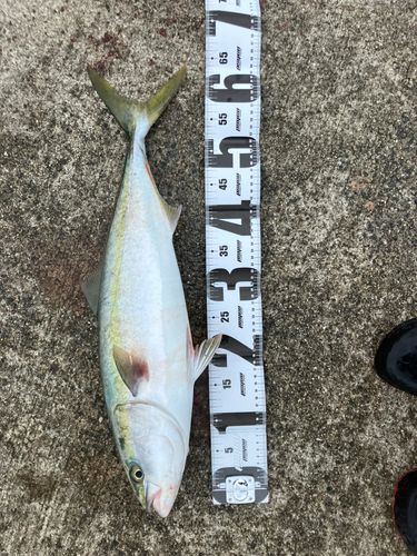 メジロの釣果