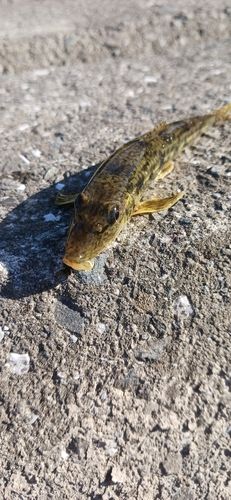 カマツカの釣果