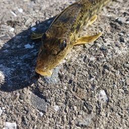 カマツカ