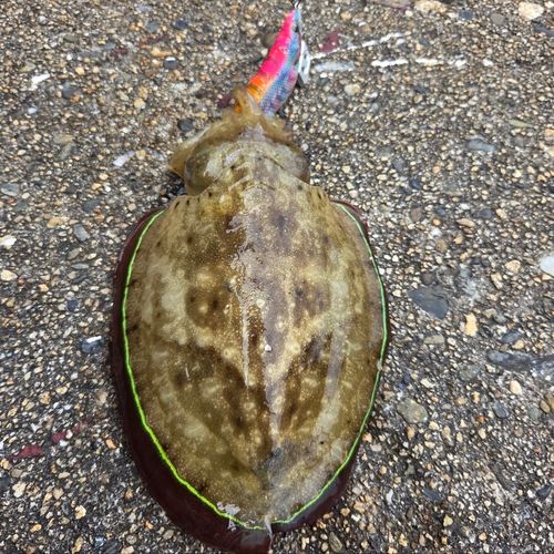 コウイカの釣果