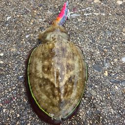 コウイカ