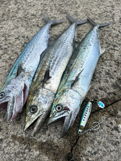 サゴシの釣果