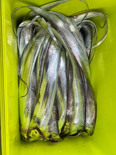 タチウオの釣果
