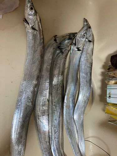 タチウオの釣果