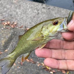 スモールマウスバス