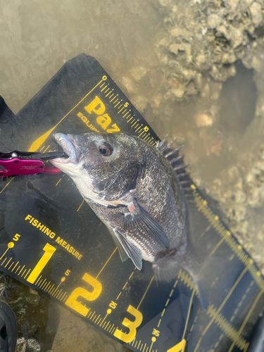 チヌの釣果