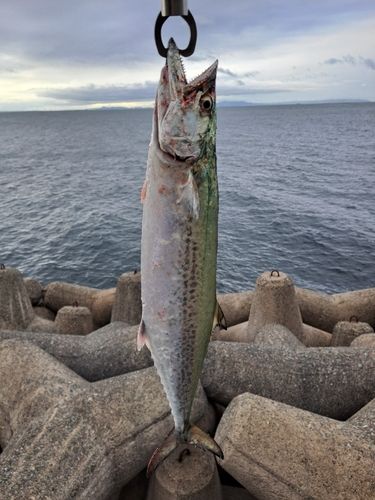 サゴシの釣果