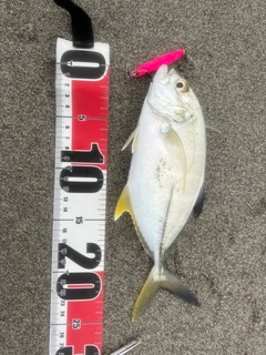 メッキの釣果