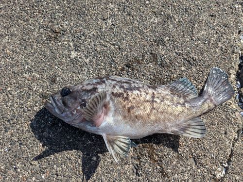 クロソイの釣果