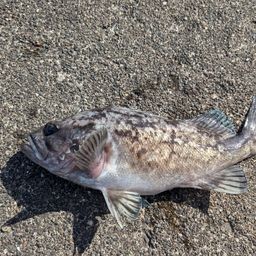 クロソイ