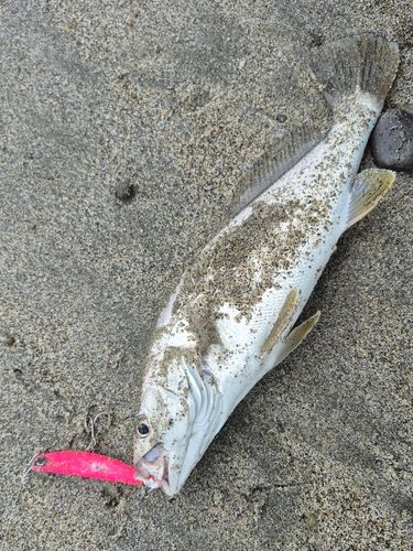 ニベの釣果