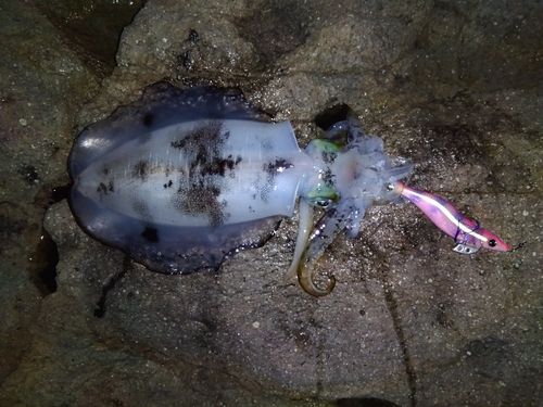 アオリイカの釣果