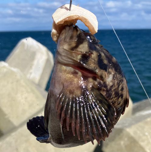 ソイの釣果