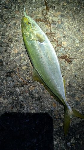 コゾクラの釣果