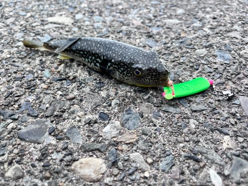 フグの釣果