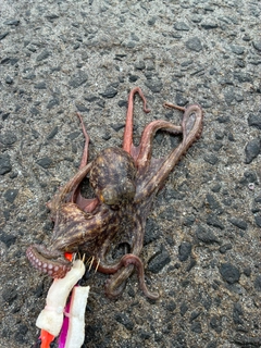 タコの釣果
