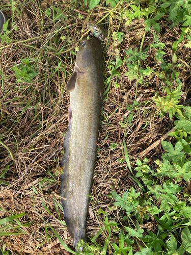 ナマズの釣果
