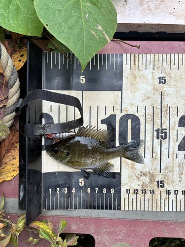 ブルーギルの釣果