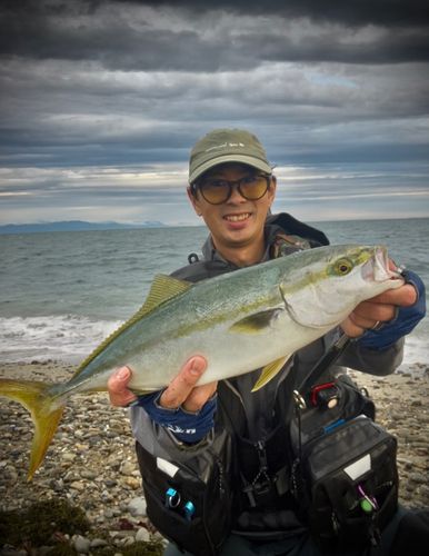 ハマチの釣果