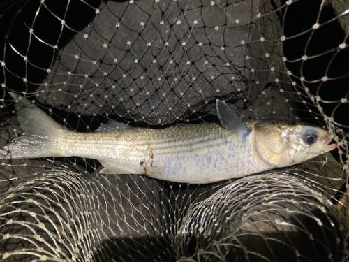 ボラの釣果