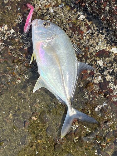 メッキの釣果