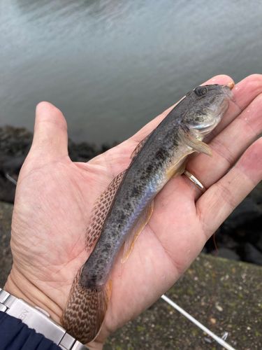 マハゼの釣果