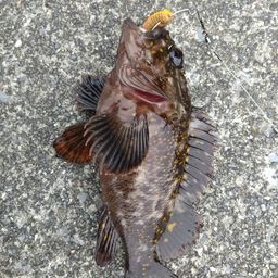 オウゴンムラソイ