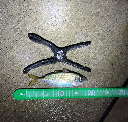 マアジの釣果