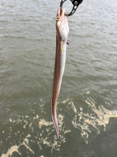 ウミヘビの釣果