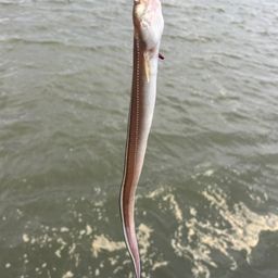 ウミヘビ
