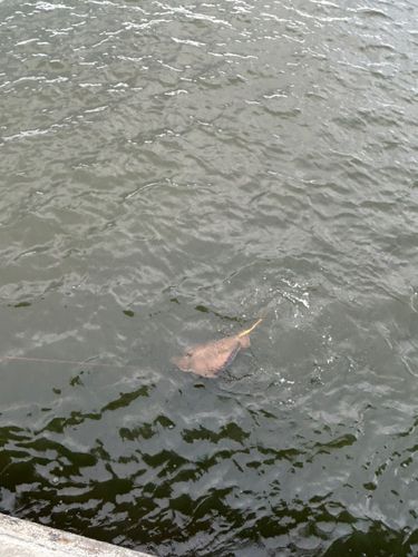 アカエイの釣果