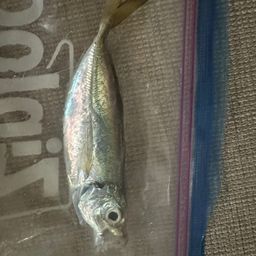 アジ