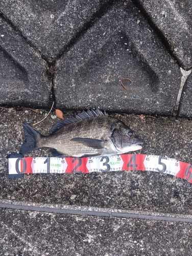 チヌの釣果