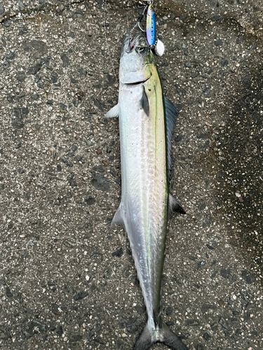 サゴシの釣果