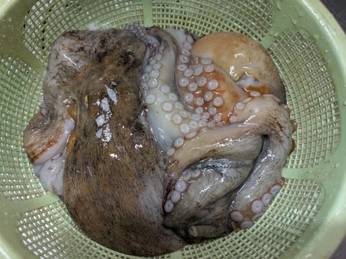 マダコの釣果
