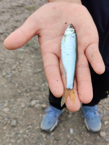 オイカワの釣果