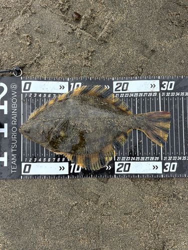 イシガレイの釣果