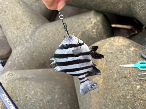 イシガキダイの釣果