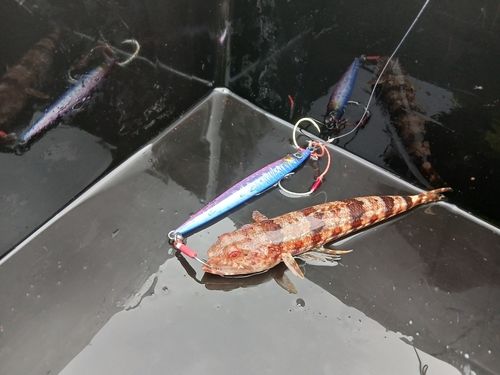 エソの釣果