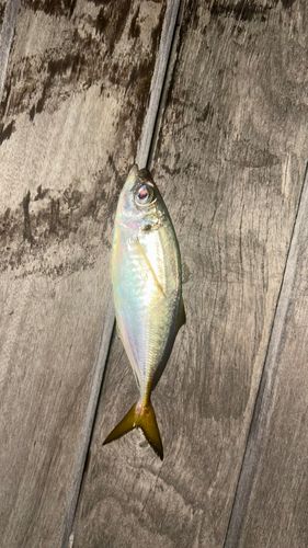 マアジの釣果