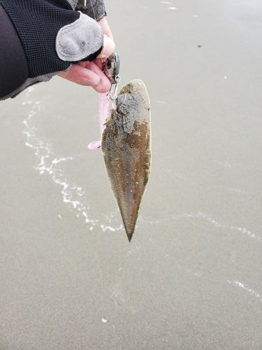 ウシノシタの釣果