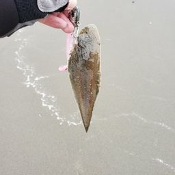 ウシノシタ