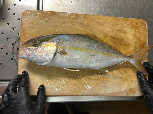 ショゴの釣果