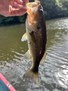 ラージマウスバスの釣果