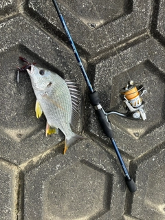 キビレの釣果