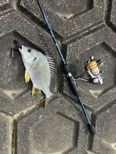 キビレの釣果
