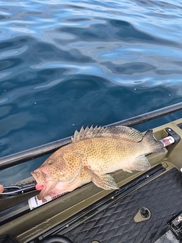 オオモンハタの釣果