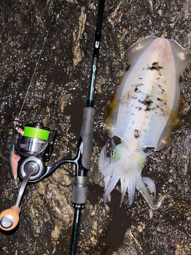 アオリイカの釣果